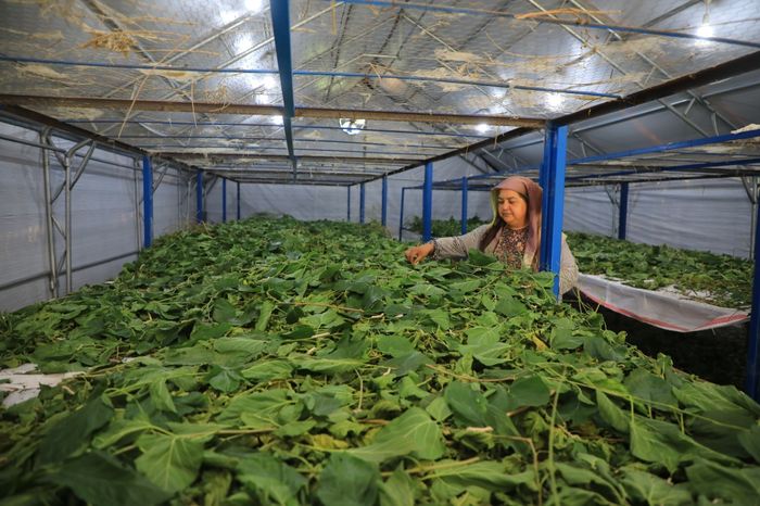 Muğla'da "Üretici Kadınlar ve Çiftçi Kadın Meclisi" kuruluyor